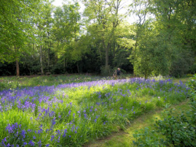 Charlotte's garden in May